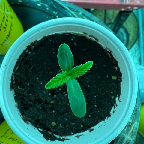 Platinum Jelly growlog photo: Changed the light to the right one 