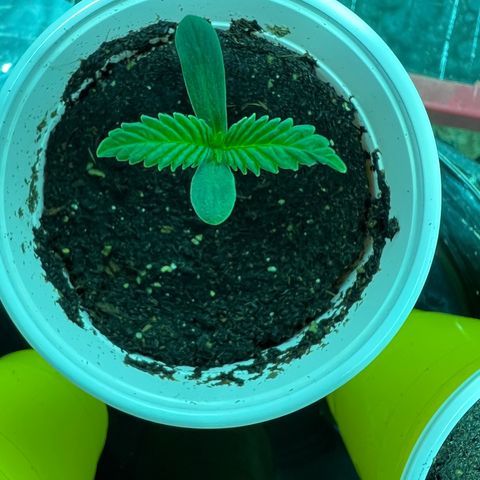 Platinum Jelly growlog photo: Changed the light to the right one 