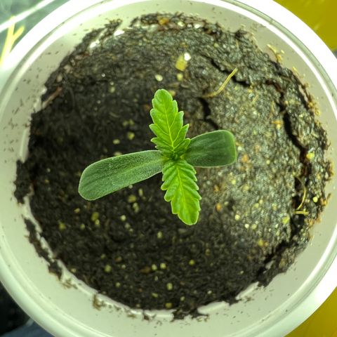 Platinum Jelly growlog photo: Changed the light to the right one 