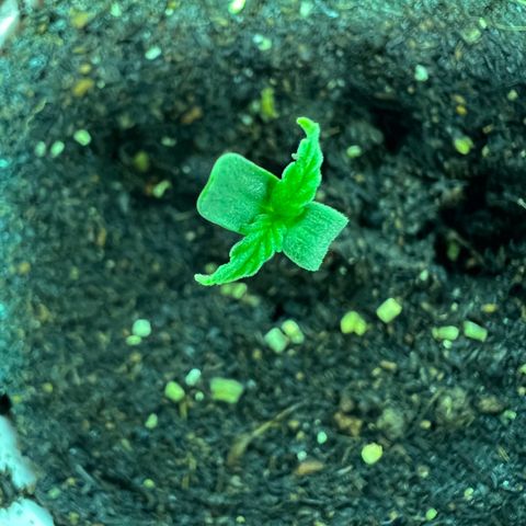 Dwarf Low Flyer growlog photo: It’s so cute!!!!