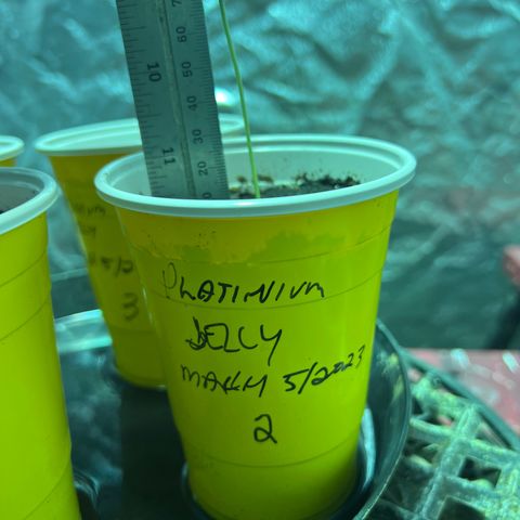 Platinum Jelly growlog photo: 9:00pm