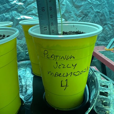 Platinum Jelly growlog photo: 9:00pm
