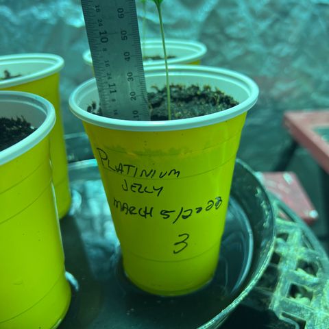 Platinum Jelly growlog photo: 9:00pm