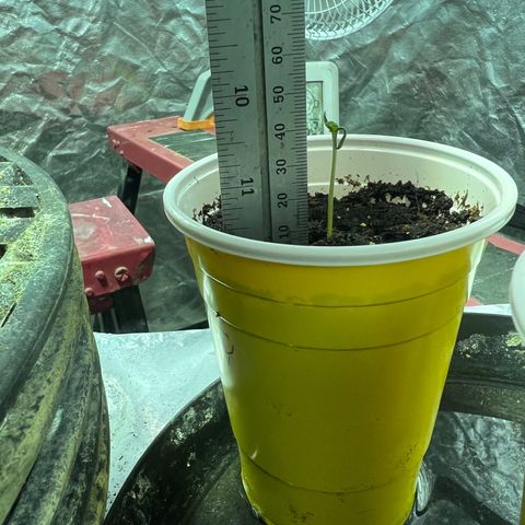 Dwarf Low Flyer growlog photo: 9:00PM