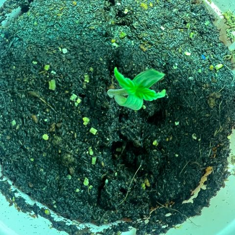 Dwarf Low Flyer growlog photo: 9:00PM
