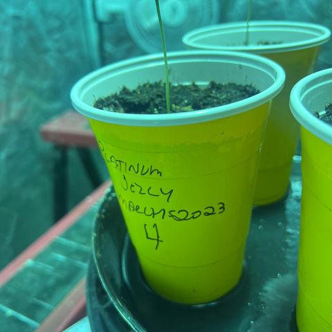 Platinum Jelly growlog timeline photo