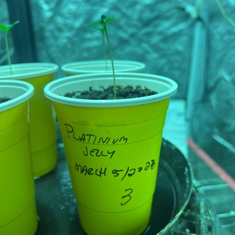 Platinum Jelly growlog timeline photo