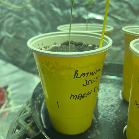 Platinum Jelly growlog timeline photo