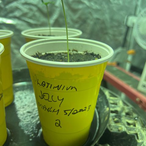 Platinum Jelly growlog timeline photo