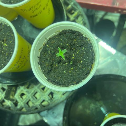 Dwarf Low Flyer growlog timeline photo