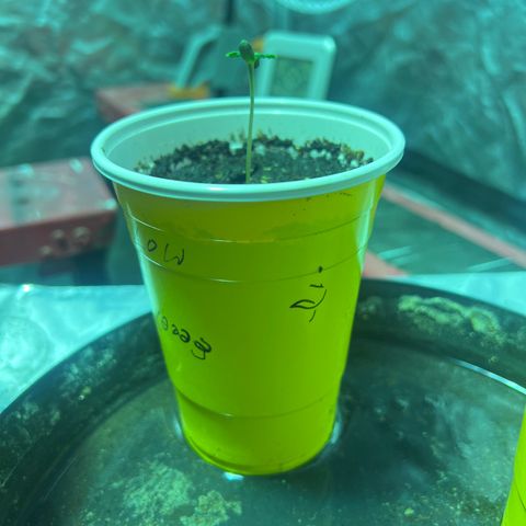 Dwarf Low Flyer growlog timeline photo