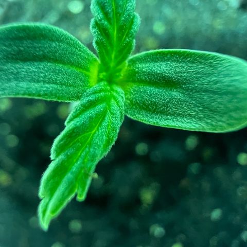 Dwarf Low Flyer growlog photo: Node 2 showing! 