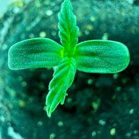 Dwarf Low Flyer growlog timeline photo