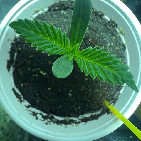 Platinum Jelly growlog timeline photo