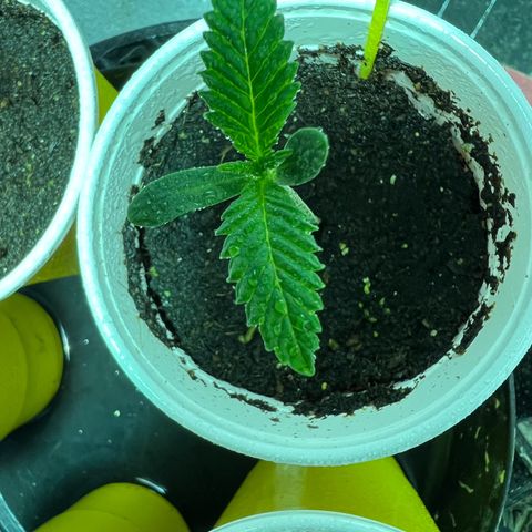 Platinum Jelly growlog photo: Little spritz for photo time 
