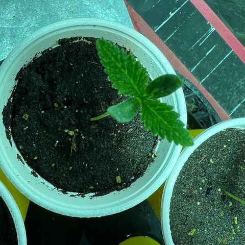 Platinum Jelly growlog photo: Little spritz for photo time 