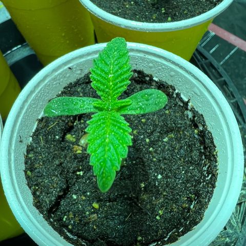 Platinum Jelly growlog photo: Little spritz for photo time 
