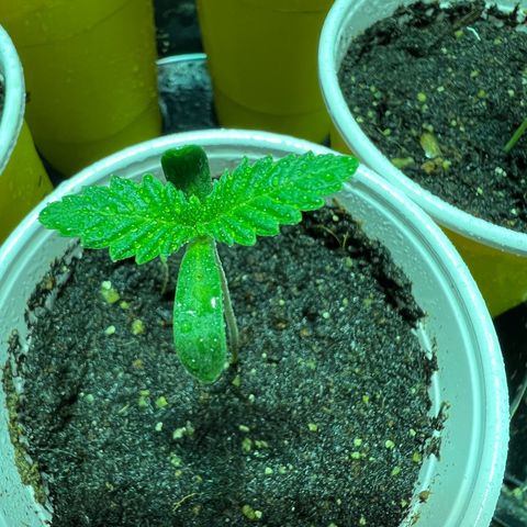 Platinum Jelly growlog photo: Little spritz for photo time 