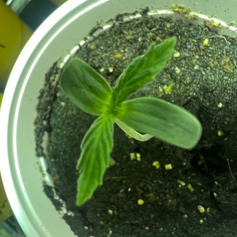 Dwarf Low Flyer growlog timeline photo