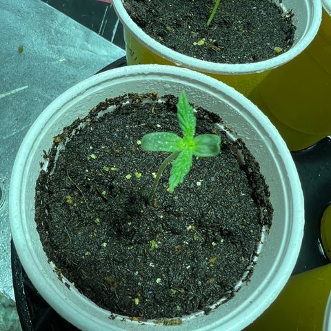 Dwarf Low Flyer growlog timeline photo
