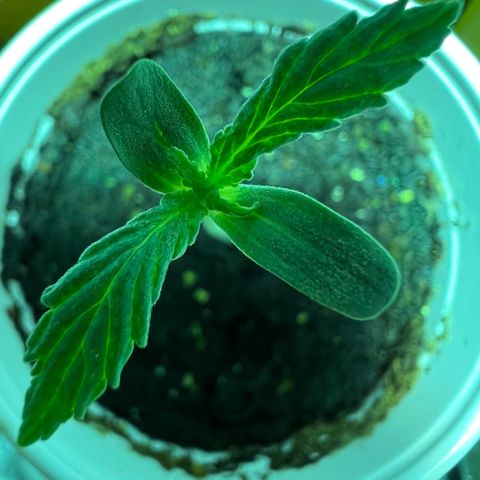 Dwarf Low Flyer growlog photo: Grow grow grow