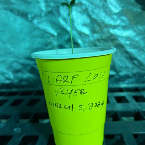 Dwarf Low Flyer growlog photo: Grow grow grow
