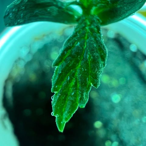 Dwarf Low Flyer growlog photo: Grow grow grow