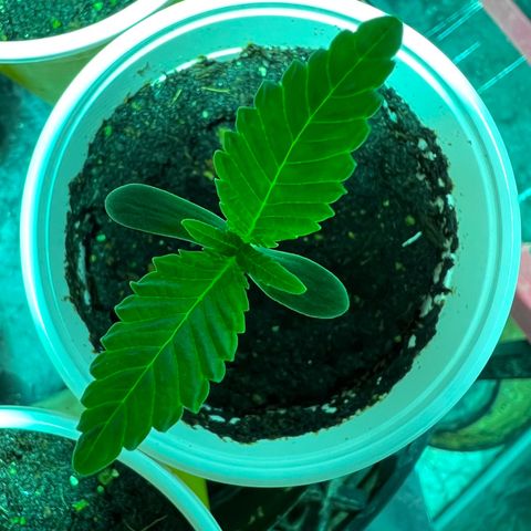 Platinum Jelly growlog photo: Grow grow grow
