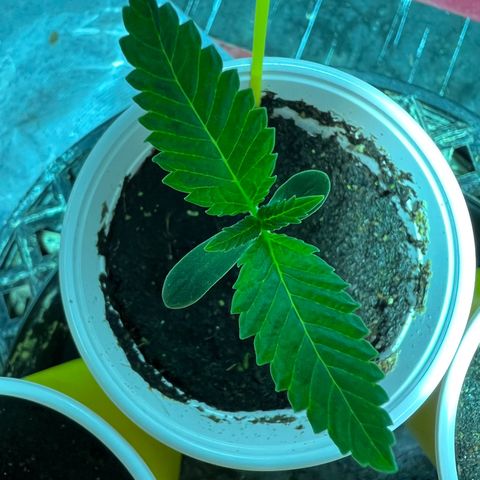 Platinum Jelly growlog photo: Grow grow grow