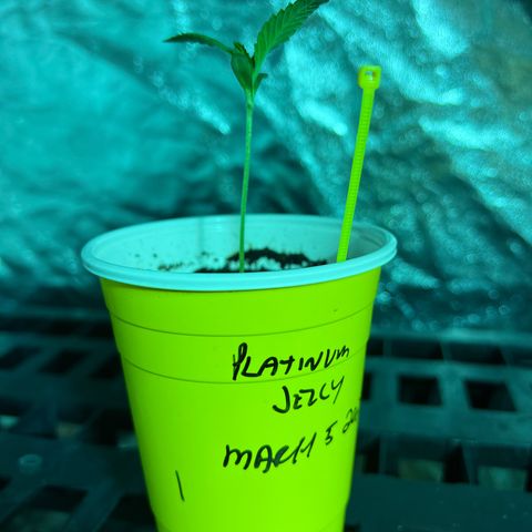 Platinum Jelly growlog photo: Grow grow grow