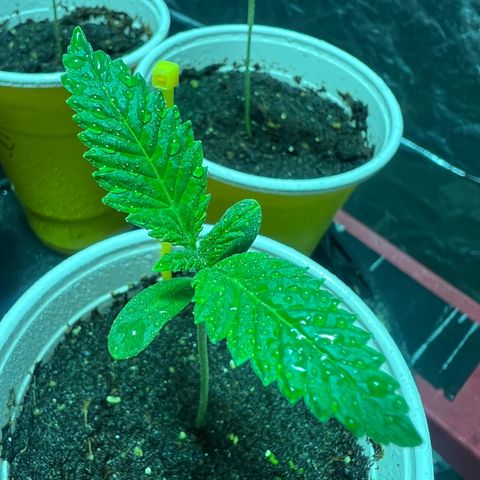 Platinum Jelly growlog photo: Grow grow grow