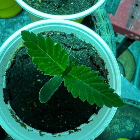 Platinum Jelly growlog photo: Grow grow grow