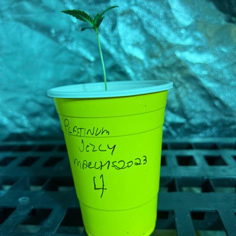 Platinum Jelly growlog photo: Grow grow grow