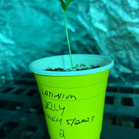 Platinum Jelly growlog photo: Grow grow grow