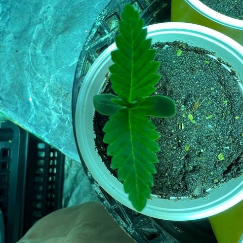 Platinum Jelly growlog photo: Grow grow grow