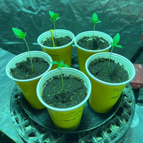Platinum Jelly growlog photo: Grow grow grow