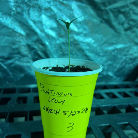 Platinum Jelly growlog photo: Grow grow grow