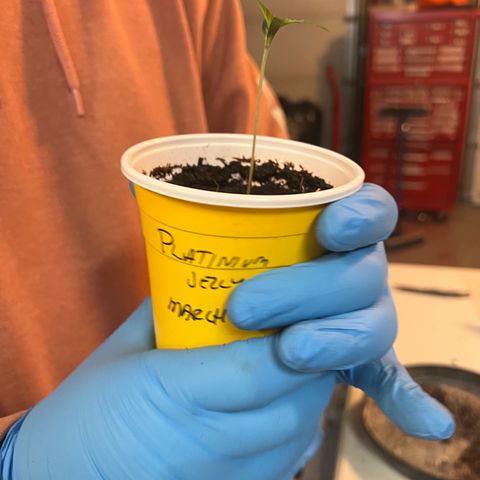 Platinum Jelly growlog photo: Transplant! 