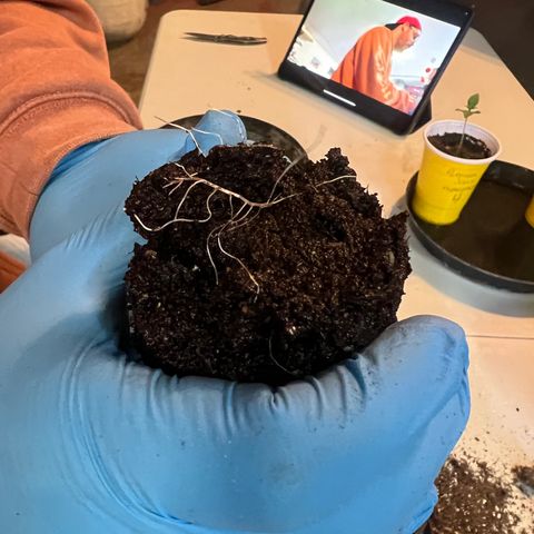 Platinum Jelly growlog photo: Transplant! 