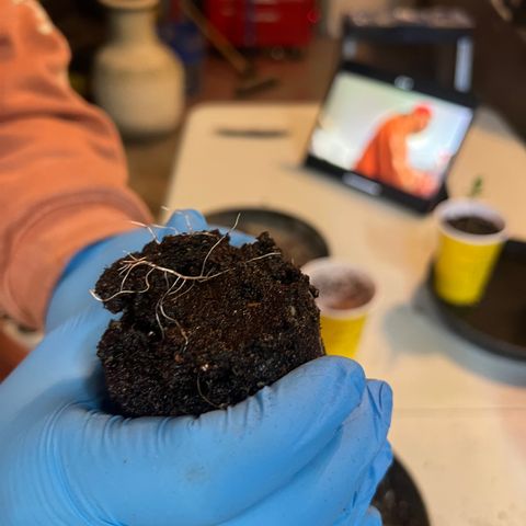 Platinum Jelly growlog photo: Transplant! 