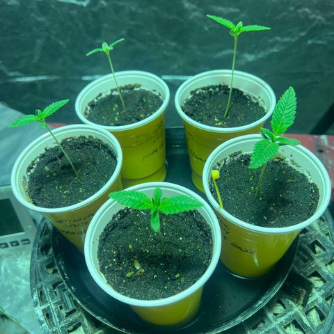Platinum Jelly growlog photo: Transplant! 