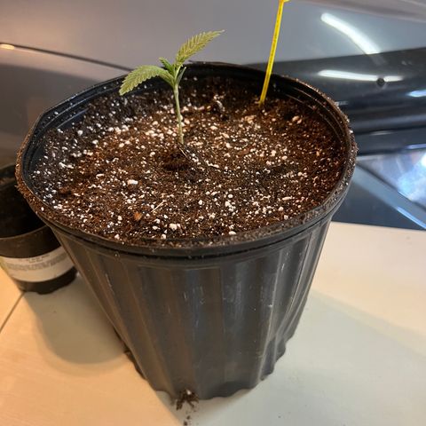 Platinum Jelly growlog photo: Transplant! 