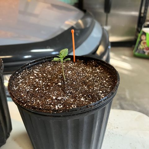 Platinum Jelly growlog photo: All the girls in their new pots! 