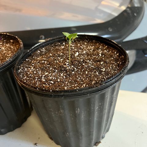 Platinum Jelly growlog photo: All the girls in their new pots! 