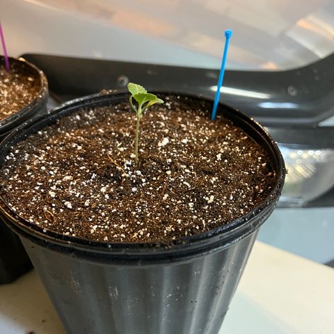 Platinum Jelly growlog photo: All the girls in their new pots! 