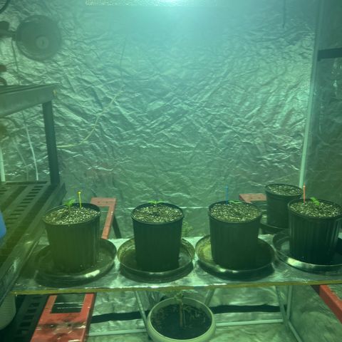 Platinum Jelly growlog photo: First dose of nutrients today! 