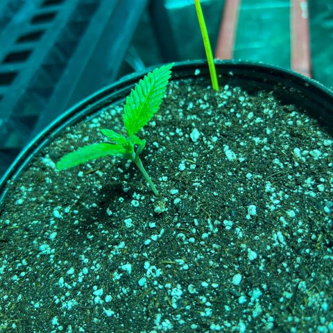 Platinum Jelly growlog photo: Yellow 1
