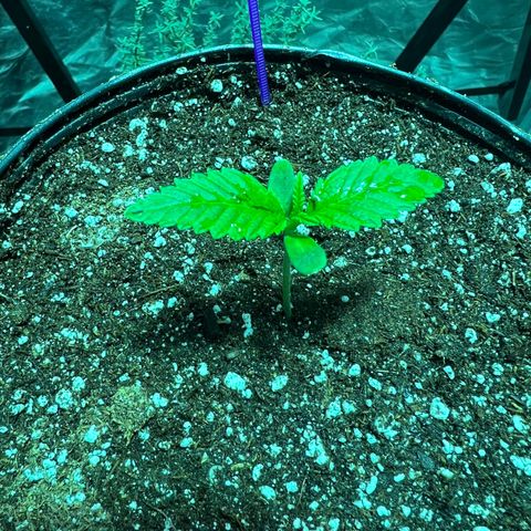 Platinum Jelly growlog photo: Purple 2