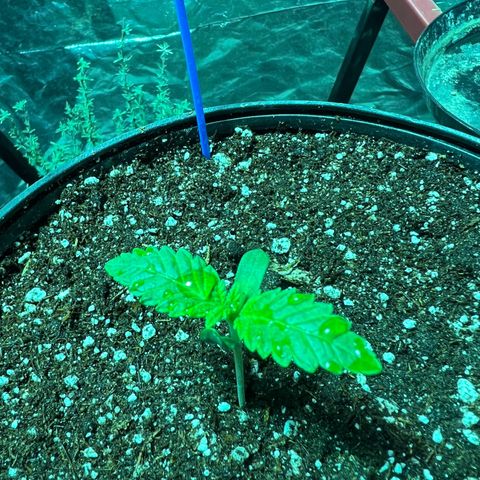 Platinum Jelly growlog photo: Blue 3