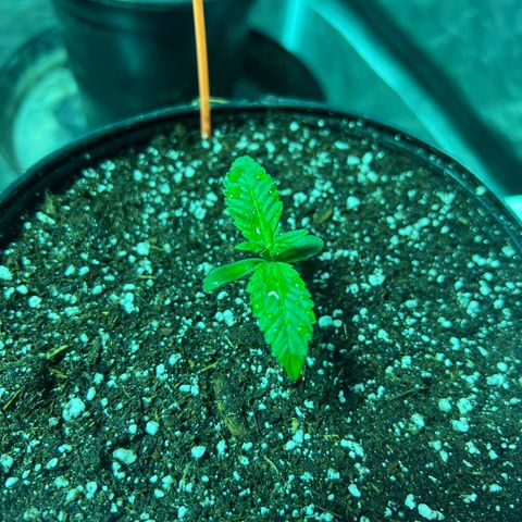 Platinum Jelly growlog photo: Orange 4